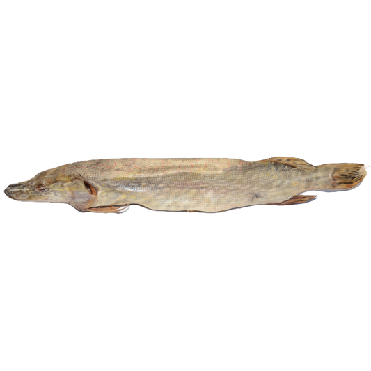 Pike (Esox lucius )