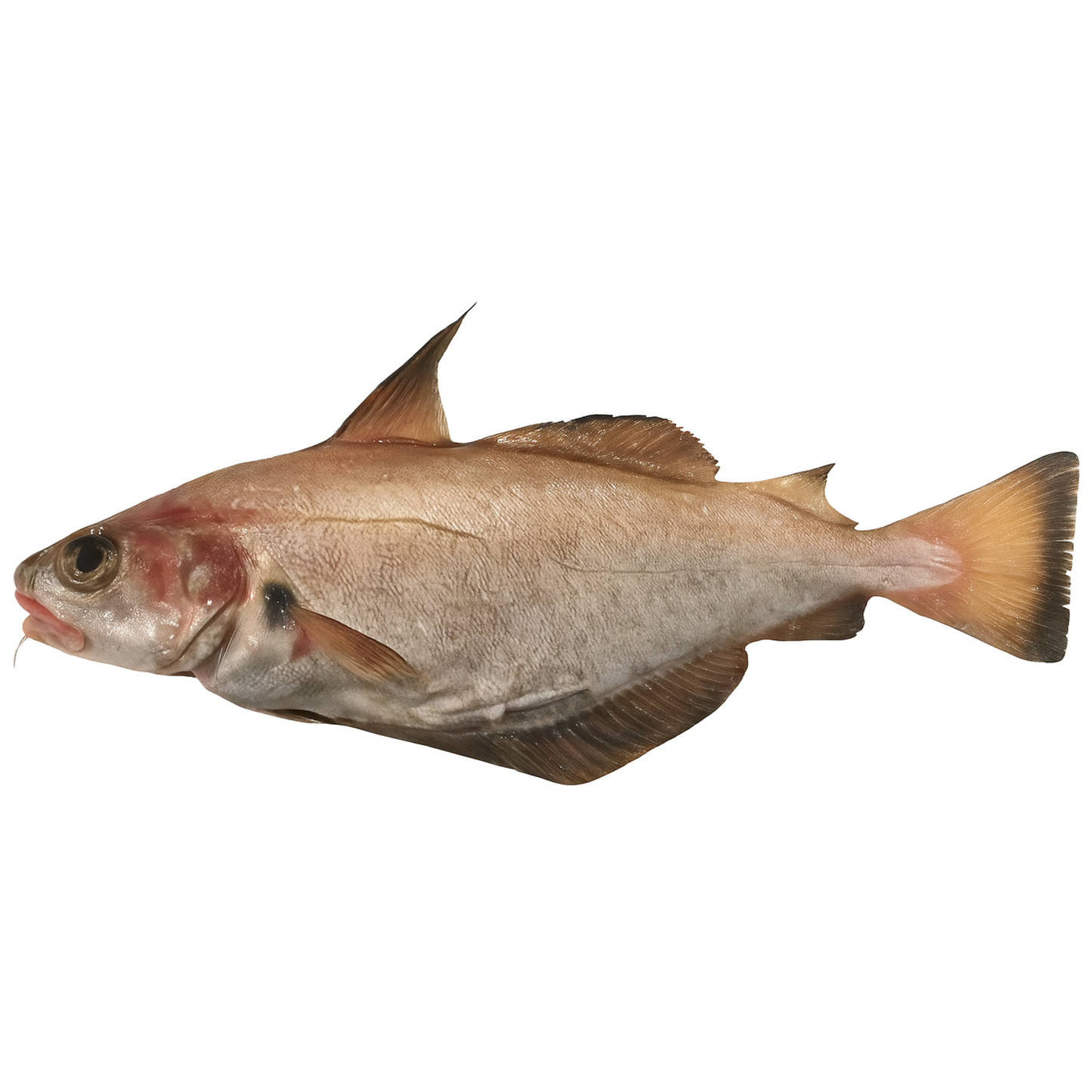 Pouting (Trisopterus luscus)