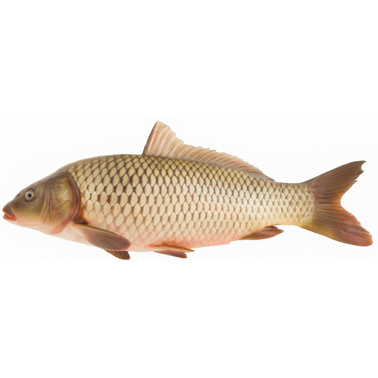 Giebel (Carassius gibelio)