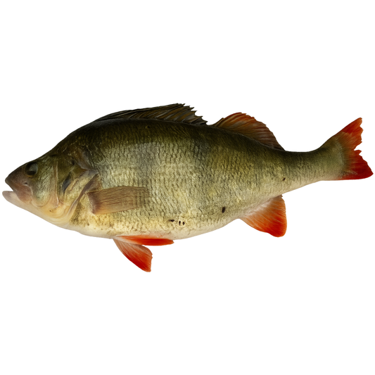 Perch (Perca fluviatilis)
