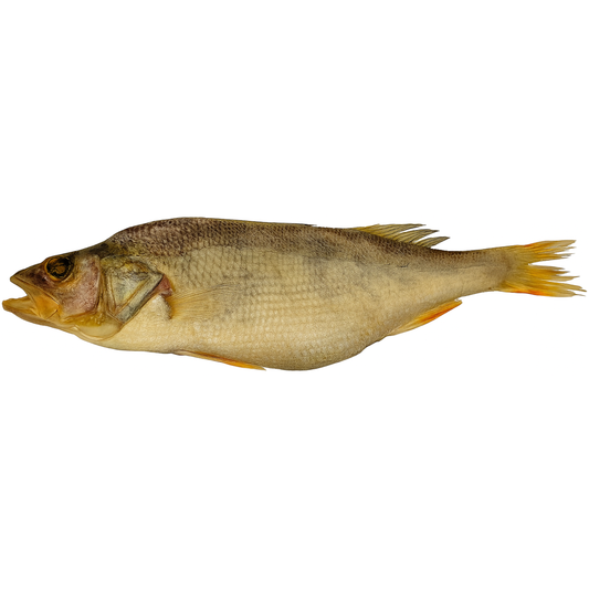 Perch (Perca fluviatilis)