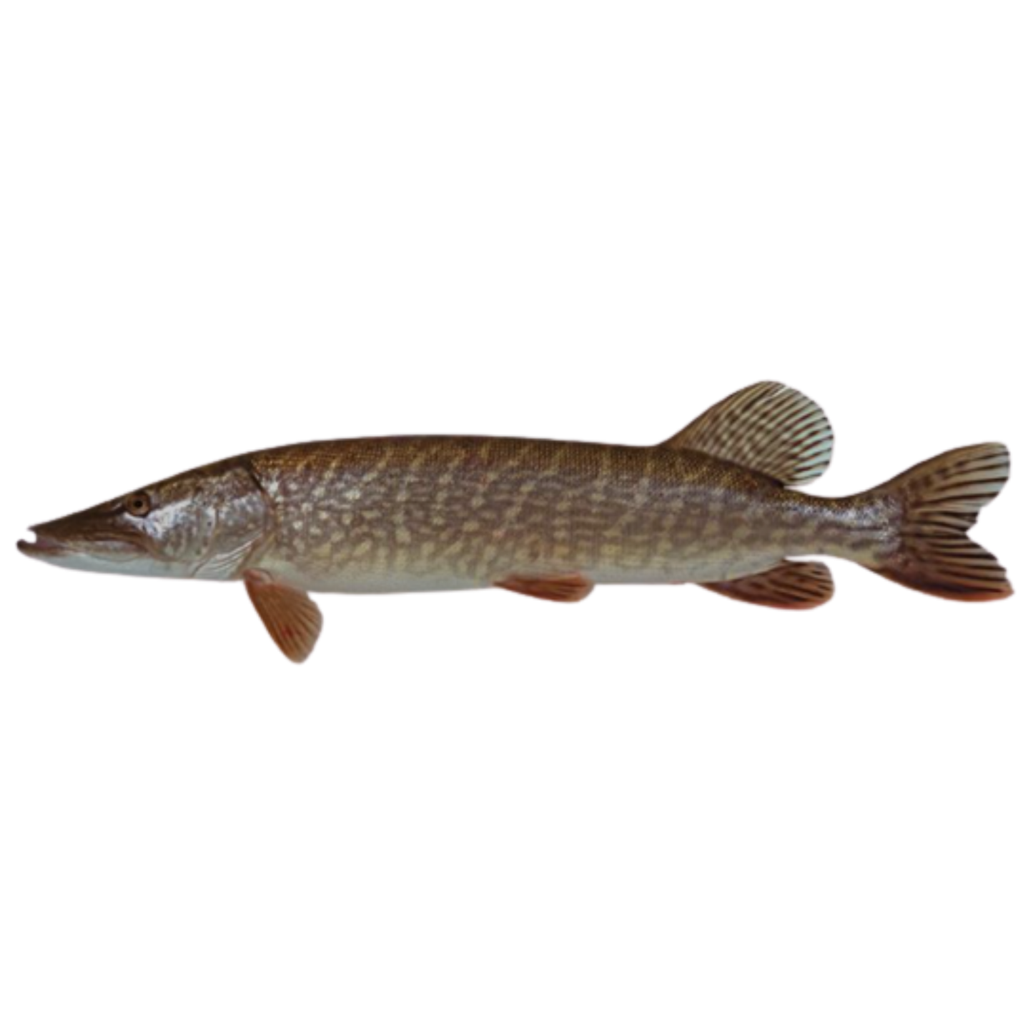 Pike (Esox lucius )