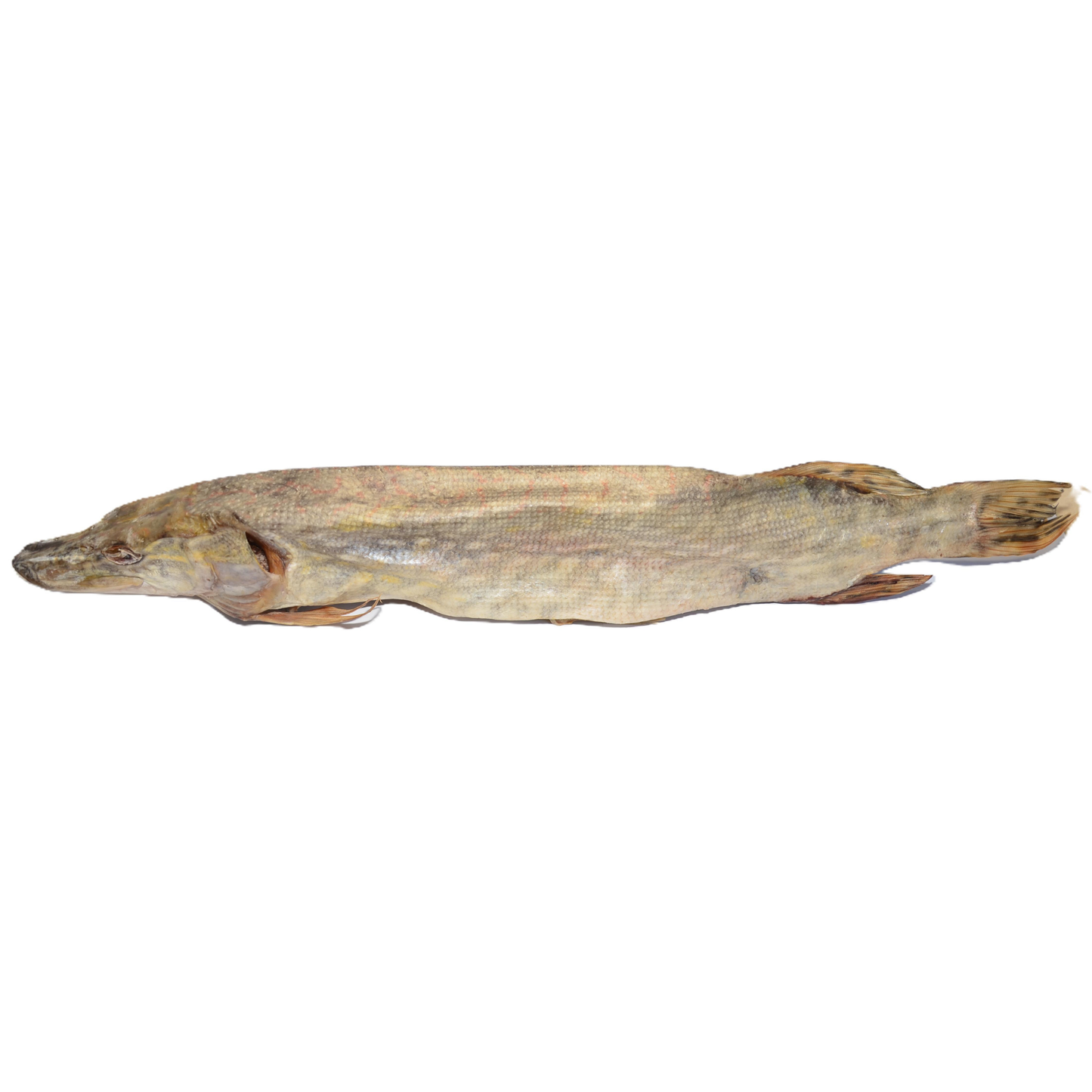 Pike (Esox lucius )