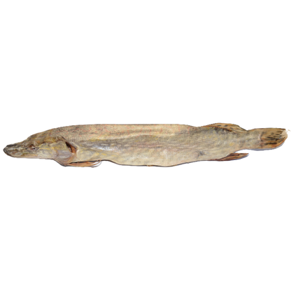 Pike (Esox lucius )