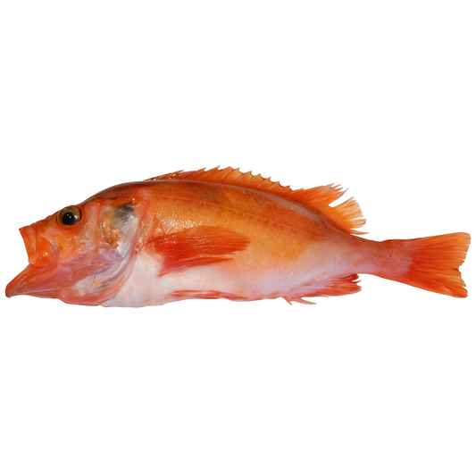 Redfish (sebastes mentella)