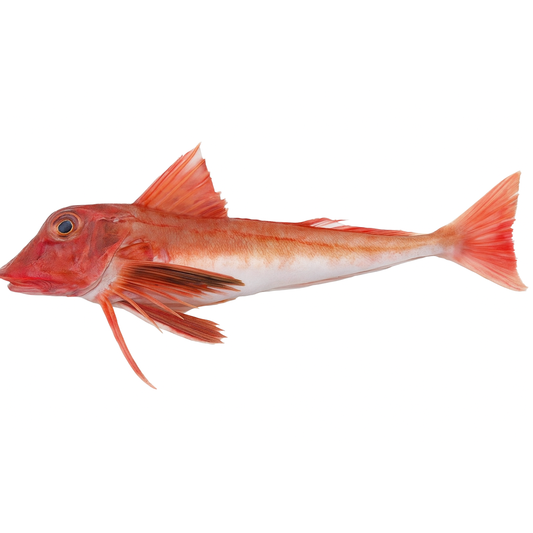 Red gurnard (Chelidonichthys lucerna)