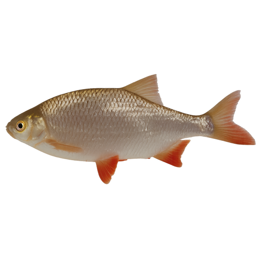 Roach (Rutilus rutilus)