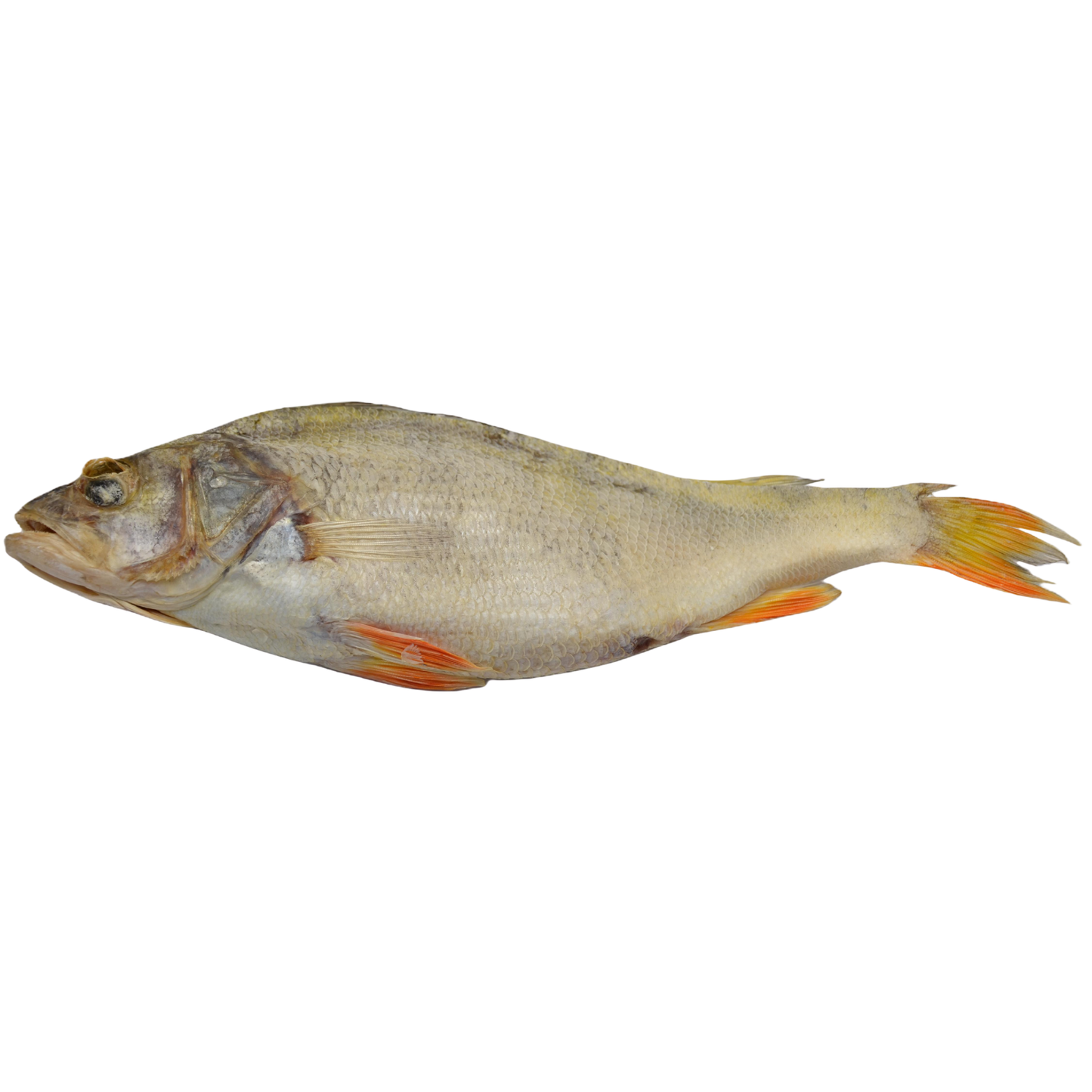 Roach (Rutilus rutilus)