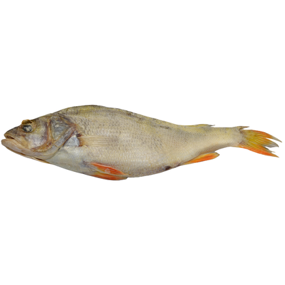 Roach (Rutilus rutilus)