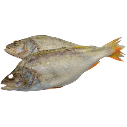 Roach (Rutilus rutilus)