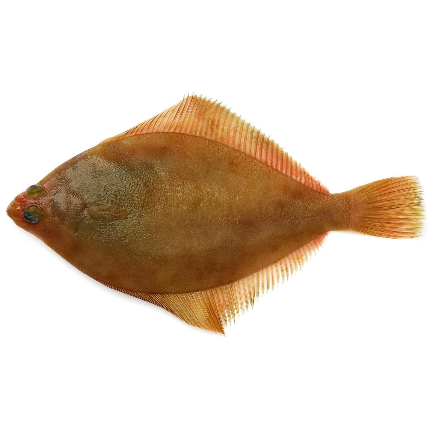 Rock sole (Lepidopsetta polyxystra)