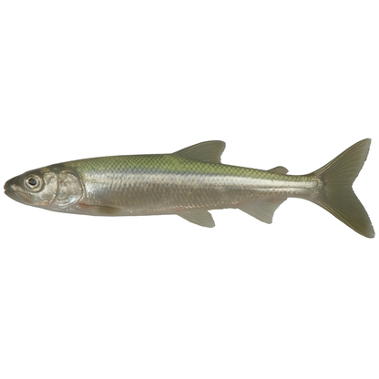 Smelt (Osmerus eperlanus)