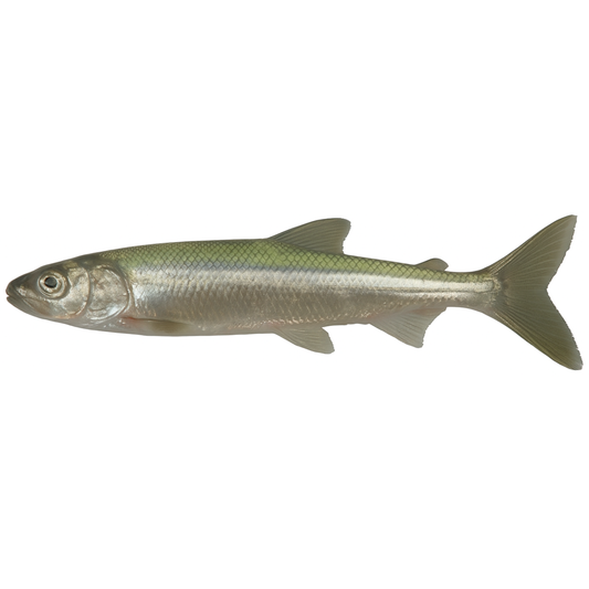 Smelt (Osmerus eperlanus)
